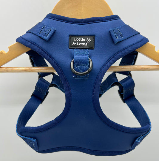 Blue Step in Harness