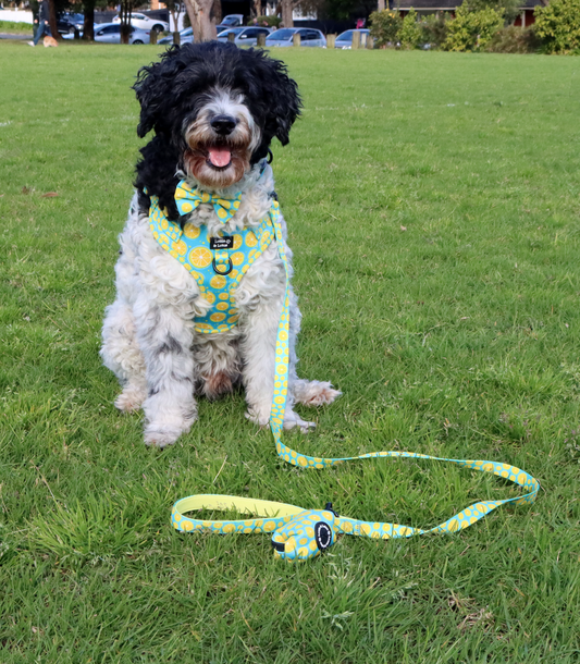 Blue Citrus Step in Harness