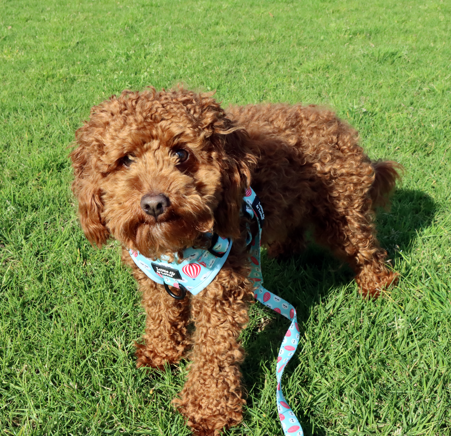 Blue Clouds and Balloons Over Head Harness